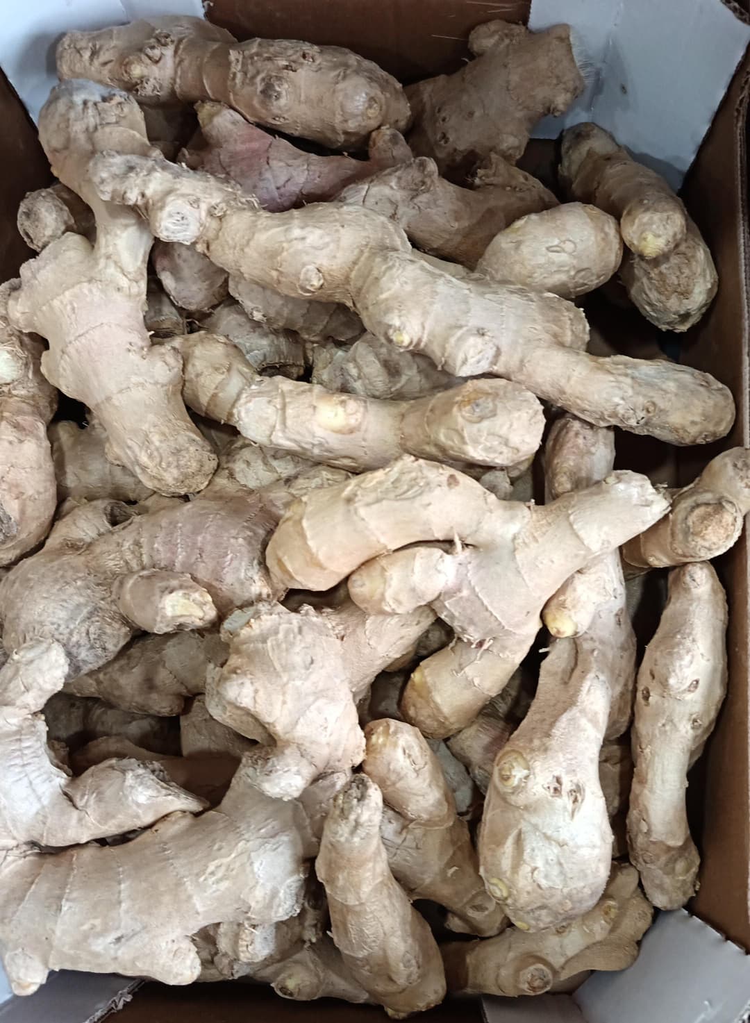 ginger raw Fresh Ginger (Raw) 100g - Image 1